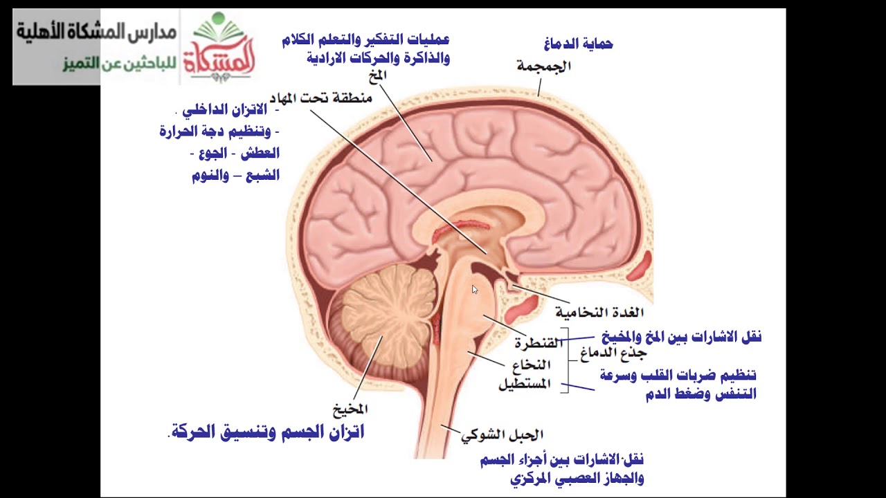 تنظيم الجهاز العصبي 1