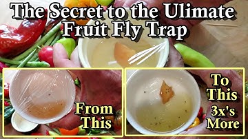 The Secret to the Ultimate Fruit Fly Trap for Garden Harvests: Get Them Out of Your Kitchen Faster!