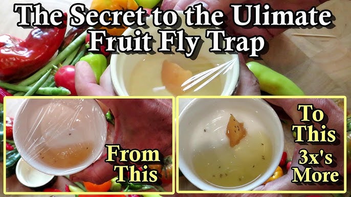 THE PERFECT FRUIT FLY TRAP  easy DIY, effective & simple life hack! 