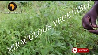 The only food that can detect poison and stimulate breast milk #african #culture #uganda