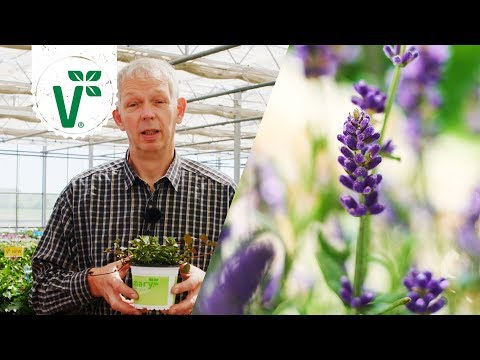 Video: Düfte Das Ganze Jahr über: Duftende Pflanzen Für Räume Und Wintergärten. Duftende Zimmerpflanzen. Blumen. Foto