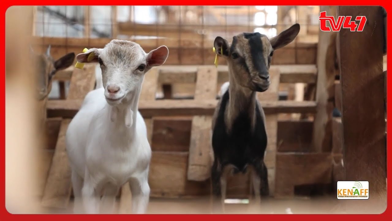 How to start Goat Milk Production with Dr. Jorum Kimani, Mali Green Goat Farm | Kilimo Diaries