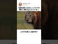 兄弟を救うためにハイエナの 群れに飛び込んだライオン