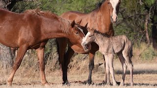 What is the birthing process of wild horses? by Story Animal Giving Birth 1,394 views 1 year ago 3 minutes, 23 seconds