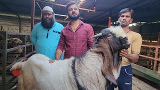 Al Yum Goat Farm Full Tour With D Goat Farm | No 1 Tyaari Palai.