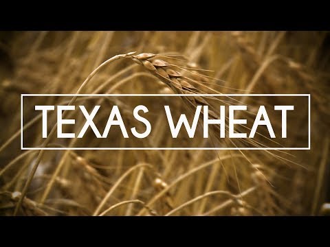 Texas Wheat