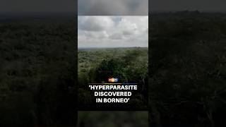 Scientists discover ‘hyperparasite’ in Borneo jungle