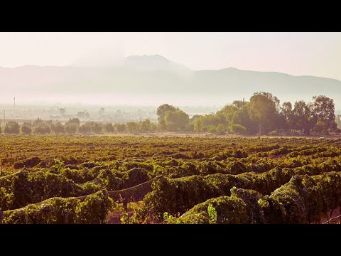 1 HOURS of Birdsong and Wind Whisper - Relaxing Atmosphere of Steppe Flower Fields - 4K