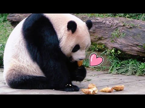 圓仔愛吃筍子，圓仔縮成一團圓滾滾，認真吃筍好開心|熊貓貓熊The Giant Panda Yuan Yuan and Yuan Bao|台北市立動物園