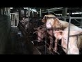 jln ke petang Bali liat piaraan babi lagi di kasih makan
