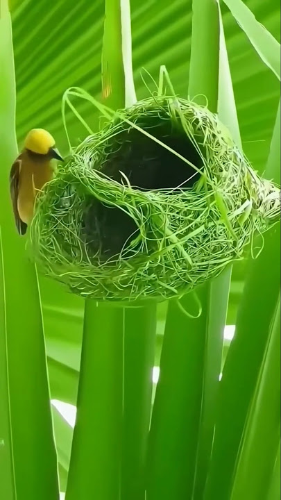 MOMENT LANGKA DAN MAHAL | BURUNG MENGANYAM SARANGNYA DENGAN RAPI | PHONESCOPING. #phonescoping