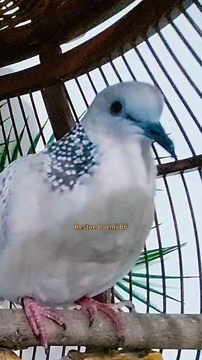 Tekukur Pikat Gacor Silver Kuk 4 Suara Keras ‼️ #tekukur #derkuku