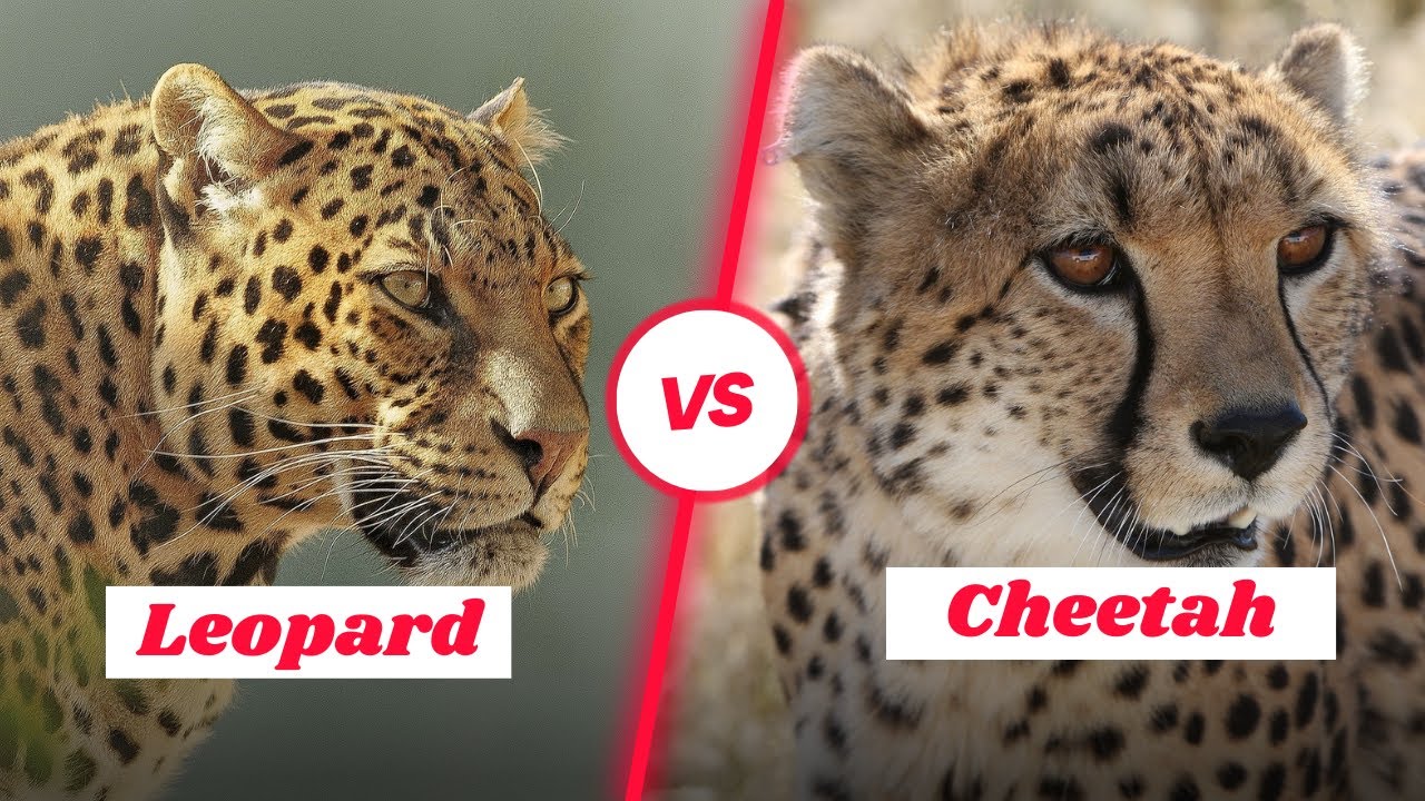 Leopards vs. Cheetahs: A Tale of Two Big Cats | Learning Video for Kids