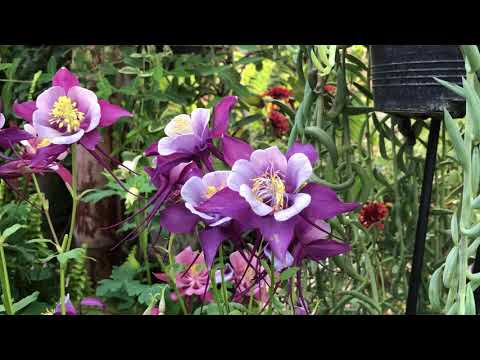 Vídeo: Graciosos Arbustos Aquilegia. Reproducció, Cura