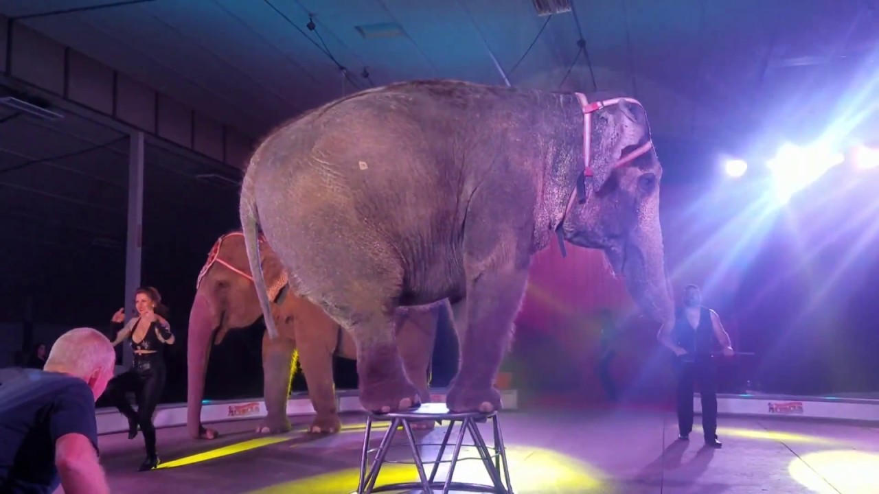 Garden Bros Circus Last chance to see elephants YouTube