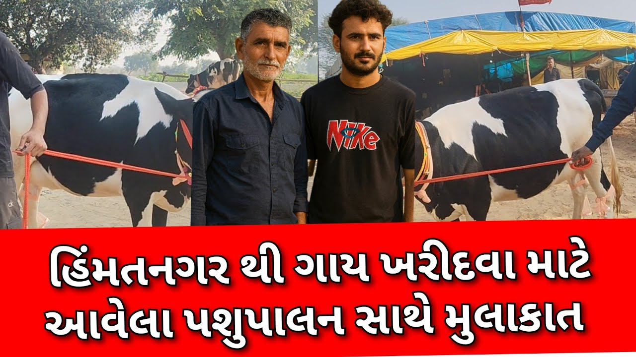 હિંમતનગર થી ગાય ખરીદવા માટે આવેલા પશુપાલન સાથે મુલાકાત 