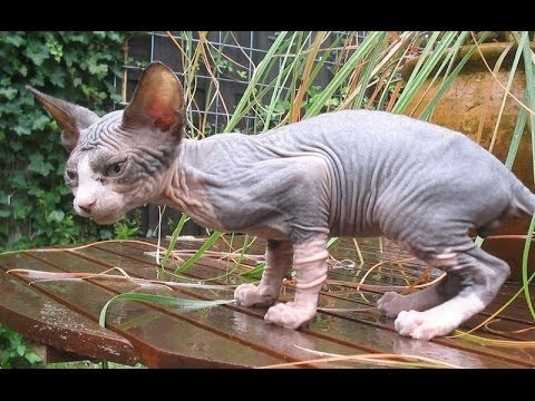 Top 10 Most Expensive Cat  Breeds in the World YouTube