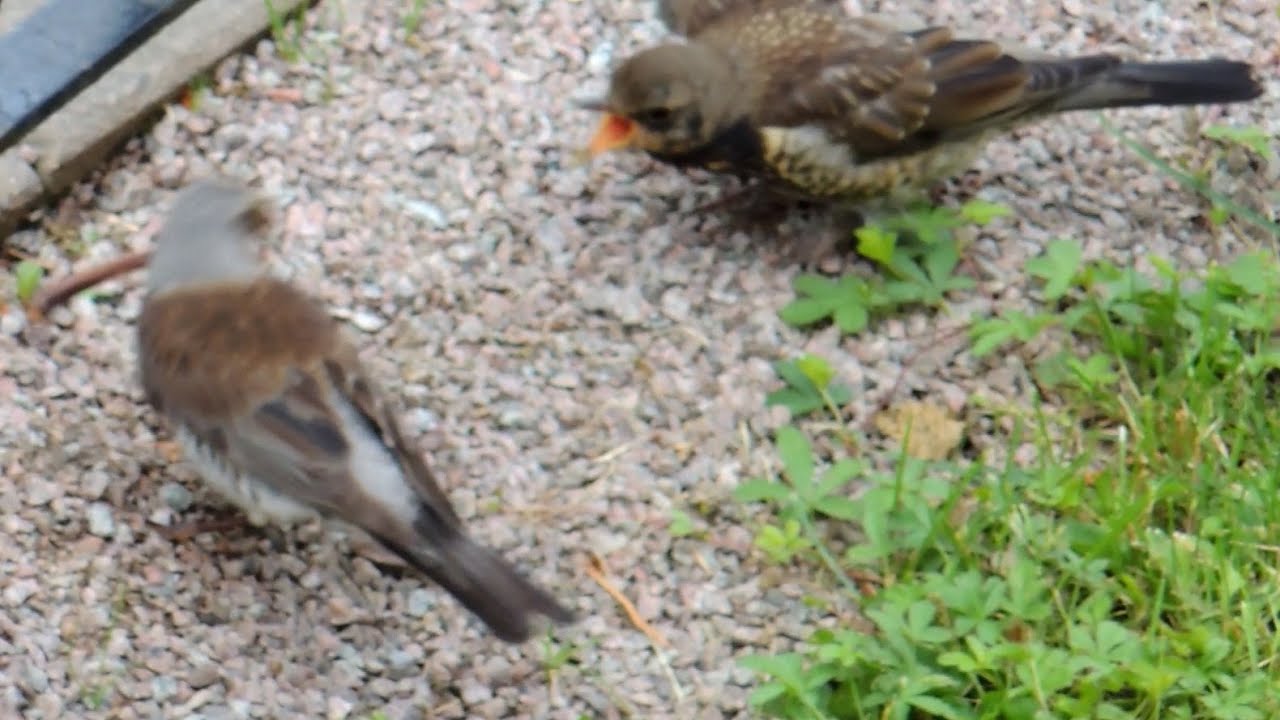 Fieldfare feeding baby bird with worm & Common Blackbird eating worm