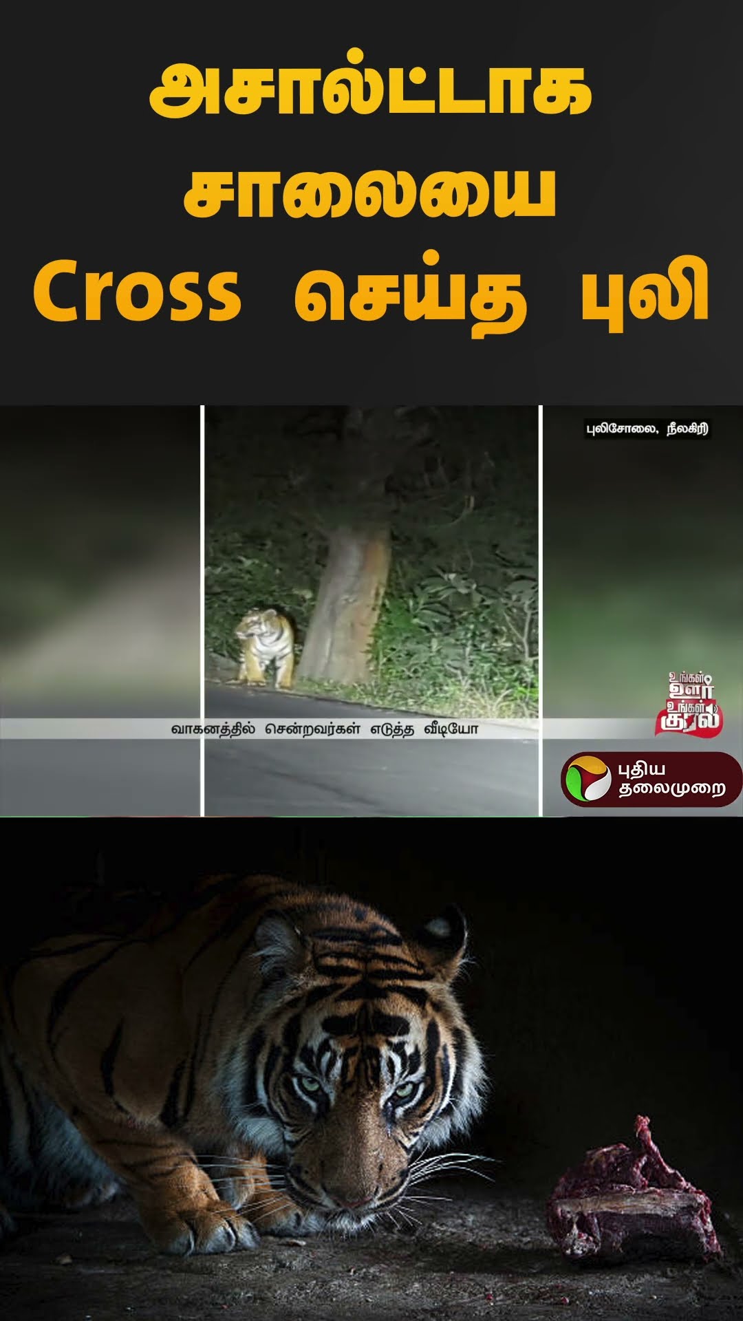 அசால்ட்டாக சாலையை Cross செய்த புலி  | #nilgiris | #tiger | #shorts