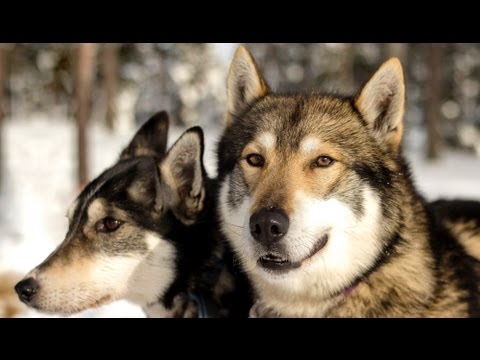 Video: Hvordan Ta Vare På En Sibirsk Husky