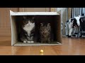 ゴールキーパーの適性テストを受けるねこ。-Cats take a goalkeeper aptitude test.-