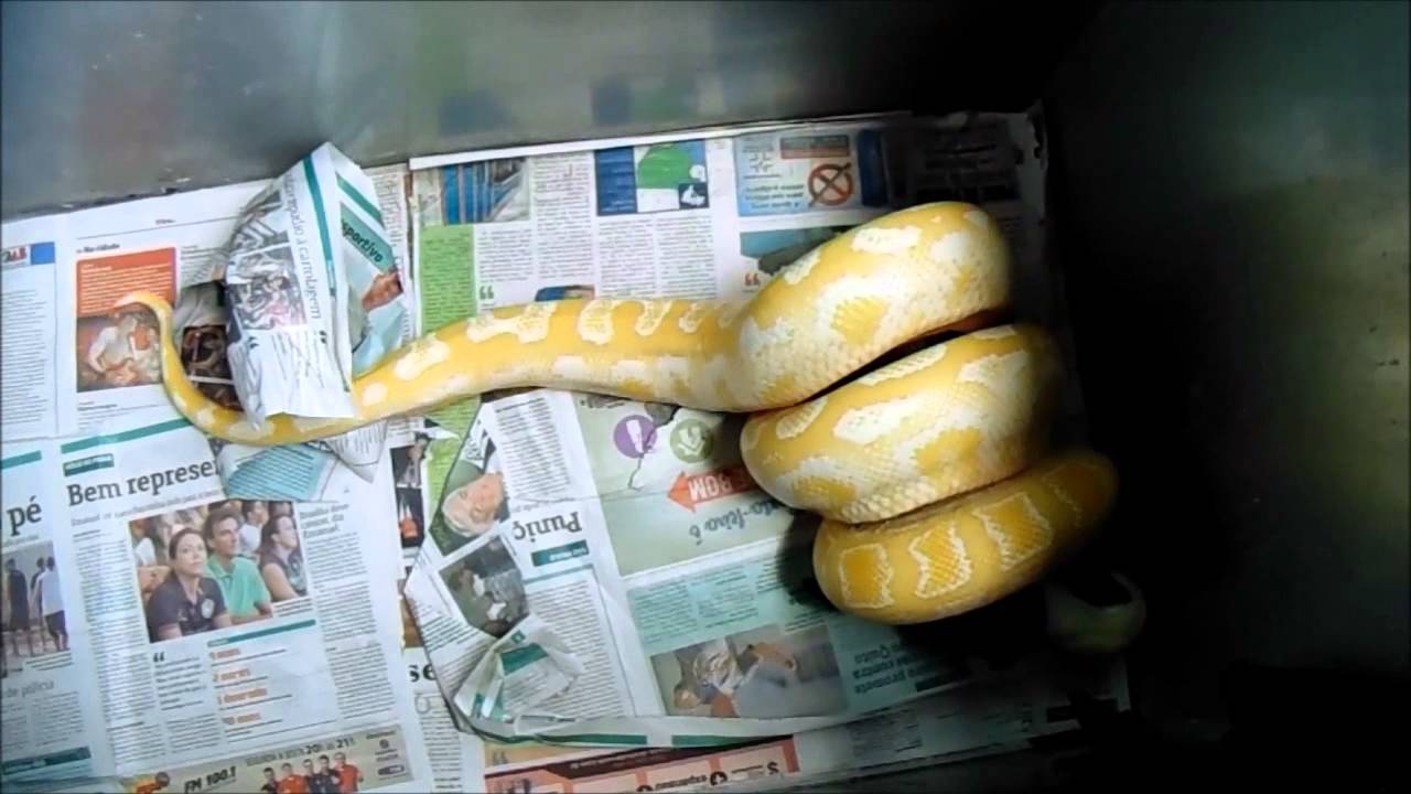 Zion Rabbit Zion constricts a rabbit - YouTube