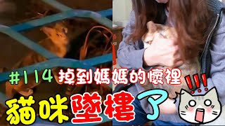 『貓咪墜樓了』掉到媽媽的懷裡 Cat Story #114