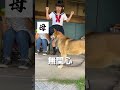 言うことを聞かない愛犬と変態飼い主の悩みの歌【エジソン/水曜日のカンパネラ】#shorts