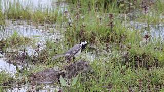 White Wagtail