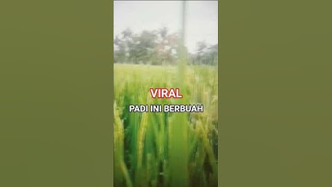Sawah #nttpride #beranda #djremix #whotsy #dancetutor #ncum #dance #velocity #yuuki #nature #tiktok