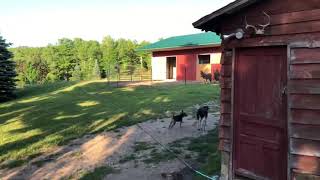 Smiths Mini Mules braying at Little Patch of Heaven