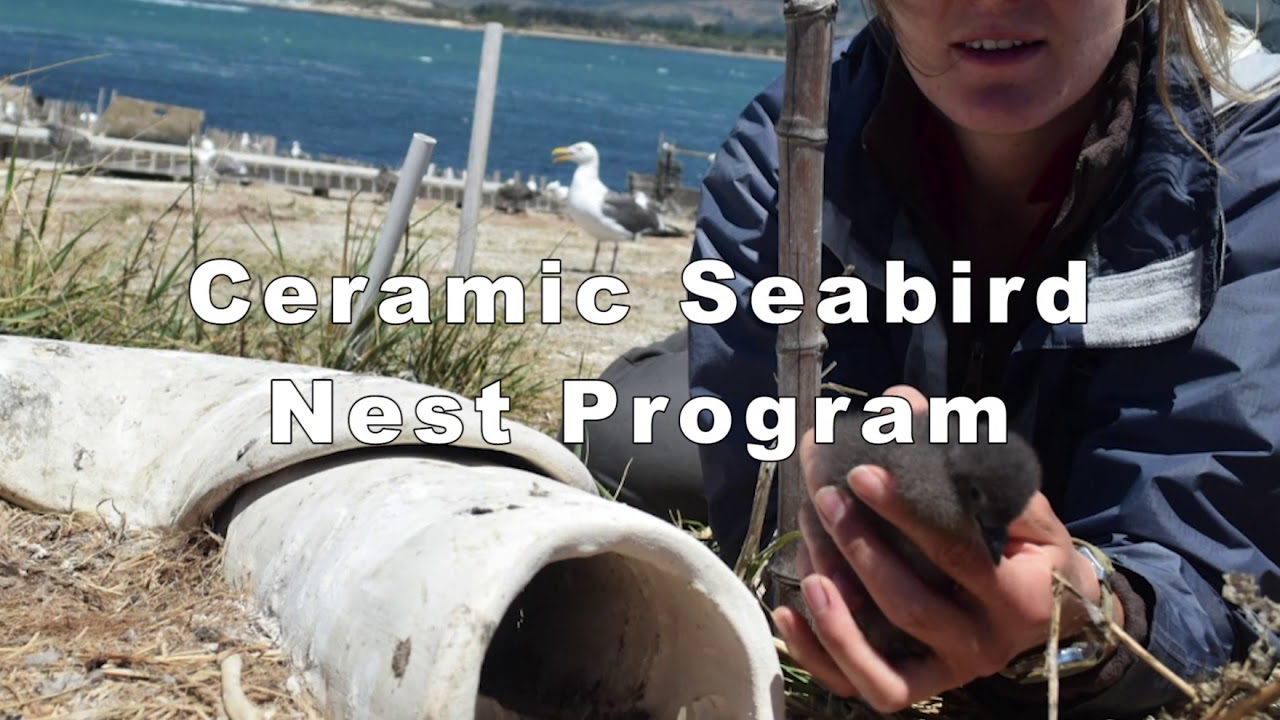 Ceramic Nests for Hawaiian Seabirds - Wedge-tailed Shearwaters, ‘Ua’u kani