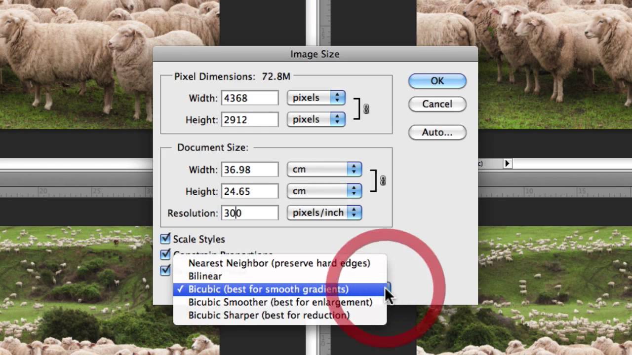 Featured image of post Resize Image Without Losing Quality Photoshop : The default of automatic is suitable for most tasks, but there are other choices available, which are better suited at things like enlarging images without losing quality.