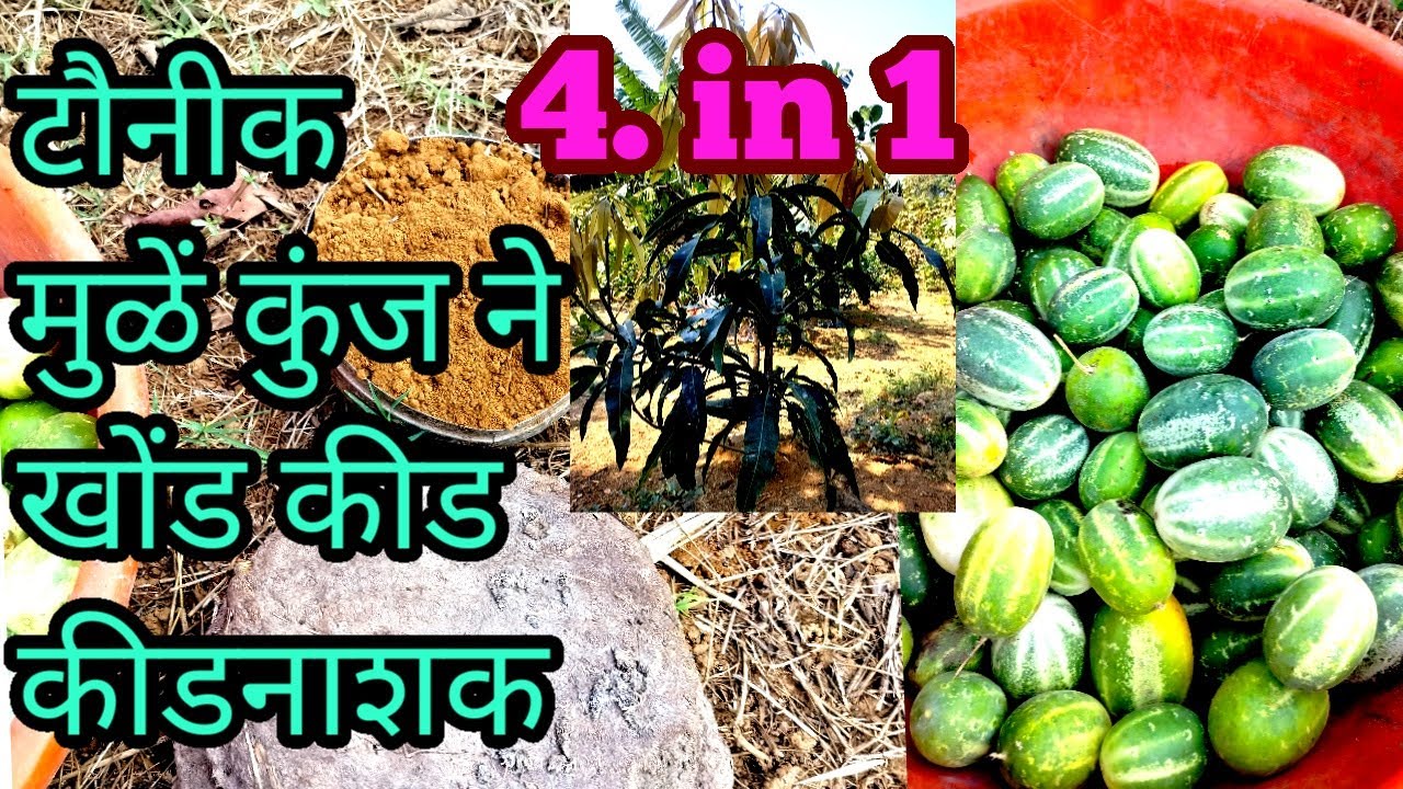 how-to-make-organic-fertilizer-plant-growth-promoter-youtube