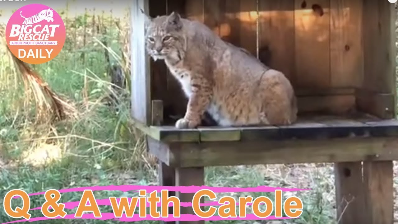 lynxfy Q&A with Carole