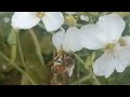 HONEY BEES enjoy the winter vibes with mustard flowers 💮 4K (ULTRA HD)