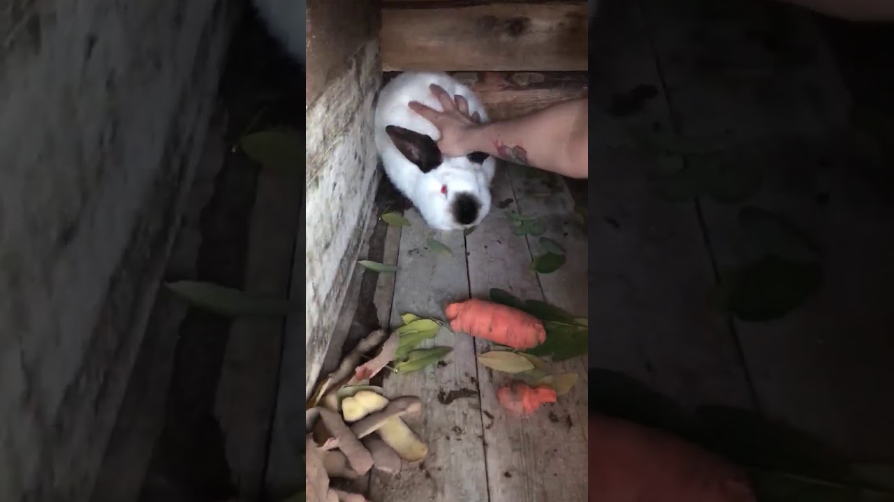 Iepure Californian(Californian rabbit) 