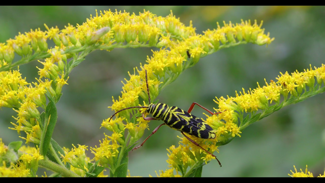 Locust Borer on goldenrod