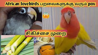 வெயில் காலங்களில் வரும் african lovebirds pox  சிகிச்சை முறை//Love birds pox care and cure treatment