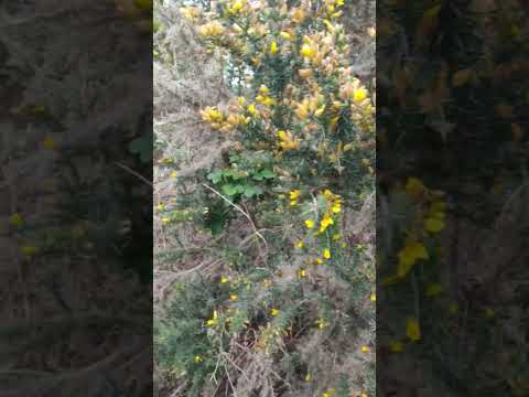 Video: What Is A Gorse Bush: Information om blommande Gorse Bushs
