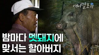 멧돼지와 인간의 공존은 가능한가? 멧돼지 때문에 매일 밤 잠 못 이루시는 할아버지 | KBS 환경스페셜 070117 방송