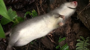 HÀNH TRÌNH MỘT BUỔI ĐI BẪY VÀ THĂM BẪY CHUỘT: - PCM Núi Rừng TV.