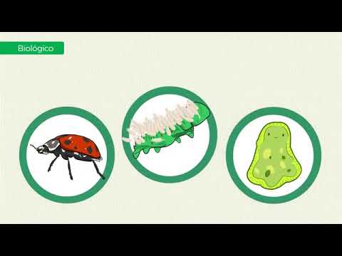 Video: ¿Cuáles son las ventajas del control cultural de plagas?