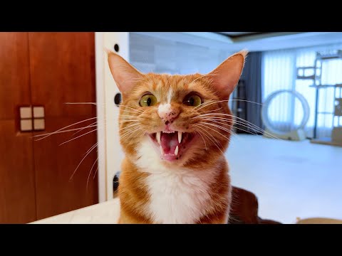 فيديو: فهم دورة الحرارة في Cat