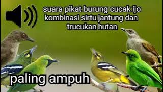 suara pikat burung cucak ijo paling ampuh