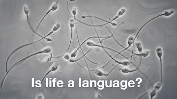 The Most Mysterious Language on Earth Isn’t Human