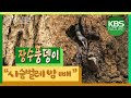 시청자요청 갑충류의 제왕 환경스페셜 장수풍뎅이의 일생 KBS 20120229 방송 시청자요청 갑충류의 제왕 환경스페셜 장수풍뎅이의 일생 KBS 20120229 방송