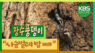 [시청자요청] 갑충류의 제왕! 환경스페셜 ‘장수풍뎅이의 일생’ / KBS 20120229 방송