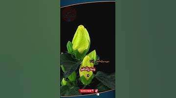 سوره مبارکه انفال آیات 2 تا 4