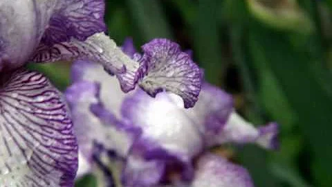 Iris from my garden 2010